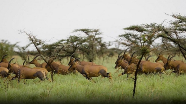 First-ever global atlas shines light on large mammal migrations