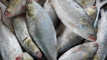 Retailers raking in Tk750 profit in per kg hilsa, investigation reveals