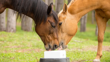 Get mineral supplements right for your horses