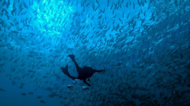 What it’s like to scuba dive in the South Pacific’s most inexplicable feeding frenzy