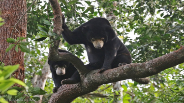 Wildlife busts in Malaysia’s Taman Negara show progress, and gaps, in enforcement