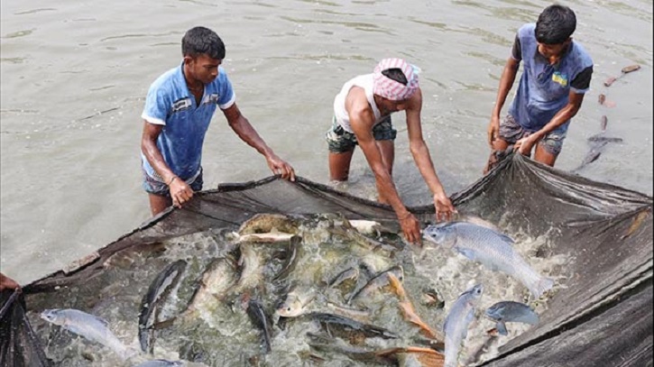 মাছ চাষে কম খরচে অধিক লাভবান হওয়ার সহজ উপায়