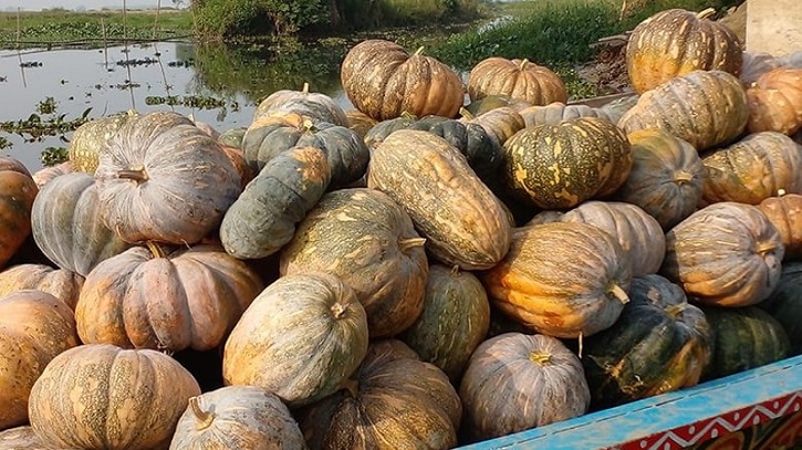 আড়িয়ল বিলে বাম্পার ফলন: মিষ্টিকুমড়ার কম দামে হতাশ কৃষক