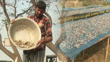 চলন বিলে দেশিয় মাছের সংকটে ব্যাহত হচ্ছে শুটকি উৎপাদন