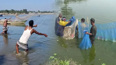 পঞ্চগড়ে মাছ চাষ: রয়েছে খাদ্যের উচ্চমূল্য ও পানির অভাবসহ নানা চ্যালেঞ্জ