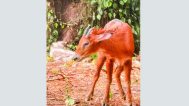 সিলেটে বিলুপ্ত প্রজাতি হরিণ শ্রেণির ‘লাল গোরাল’ উদ্ধার