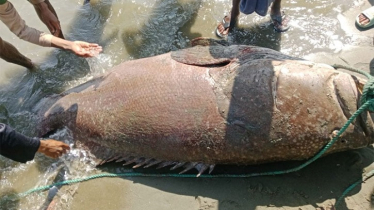 নাফ নদীতে ধরা পড়লো ২০০ কেজি ওজনের বিশাল ভোল মাছ