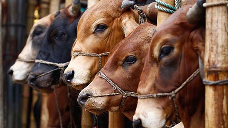 বাংলাদেশকে গবাদি পশু দিতে প্রস্তুত পাকিস্তান