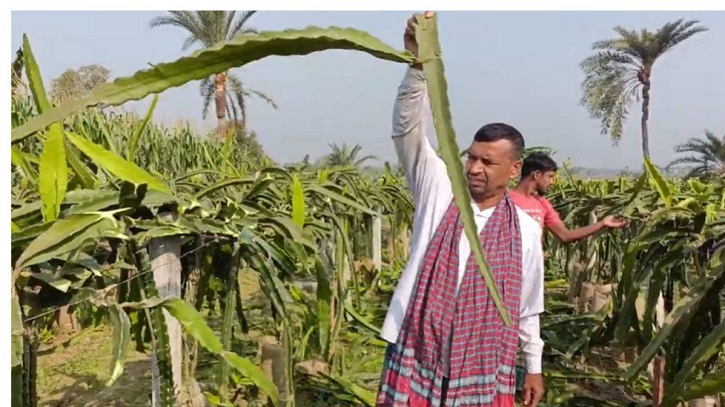 কৃষকের ২ হাজার ড্রাগন গাছ কেটে ফেলল দুর্বৃত্তরা