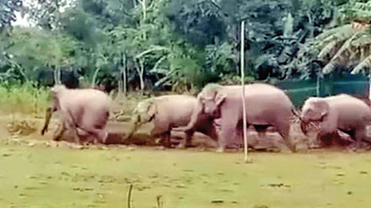 খাবারের সন্ধানে লোকালয়ে হাতির পাল, নির্ঘুম রাত ১০ গ্রামবাসীর