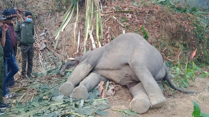 Elephant electrocuted at tobacco field trap in Chakaria