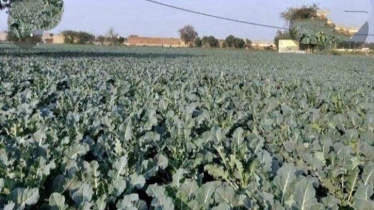 Broccoli gains popularity bringing diversification to kitchen markets