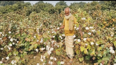 Cotton farming gains popularity in Rajshahi