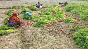 Carrot harvesting goes on in full swing in Naogaon