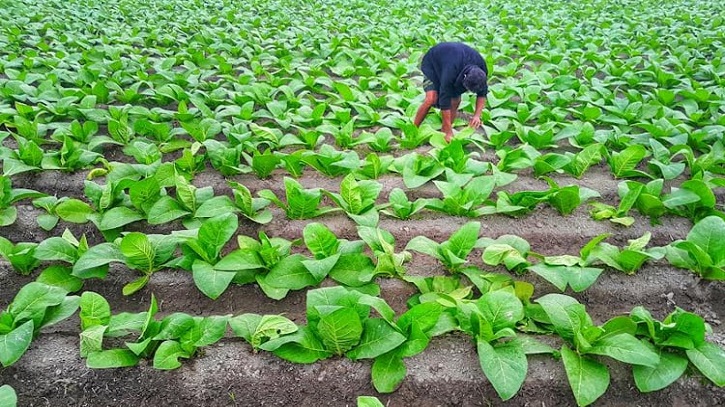 Tobacco cultivation diminishing fertility of the soil