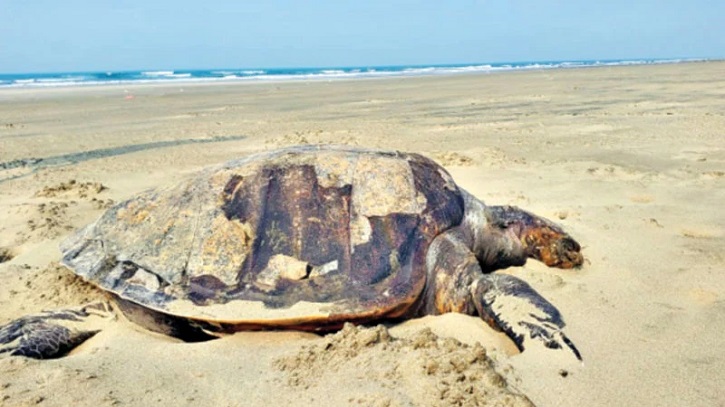 সমুদ্র উপকূলে সাত দিনে ১৫১টি কচ্ছপ মারা গেছে