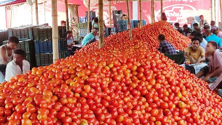 টমেটো বিক্রি নিয়ে বিপাকে কৃষকরা 