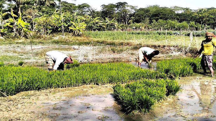 কলাপাড়ায় মিষ্টি পানির অভাব, অনাবাদি হচ্ছে সহস্রাধিক হেক্টর জমি