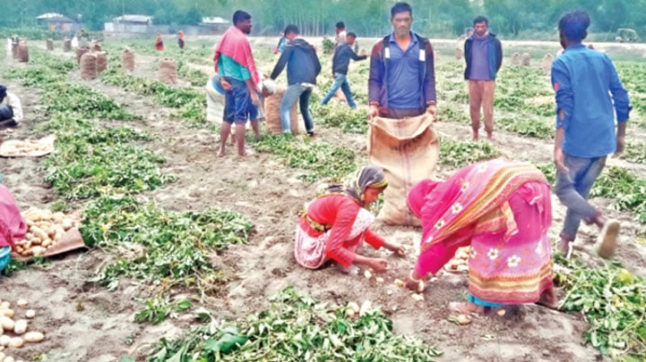 আগাম আলুর দামে ধস: ‘মরণ ছাড়া হামার কৃষকের কোনো পথ নাই’