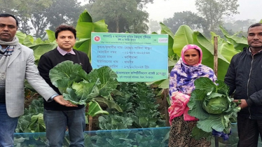 অল্প সময়ে বেশী লাভ: কলা বাগানে বাঁধাকপি চাষ করে সাবিনার বাজিমাত