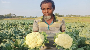 ভালো উৎপাদনেও মলিন কৃষকের মুখ, সবজি চাষে মুখ ফিরিয়ে নিতে পারেন তাঁরা