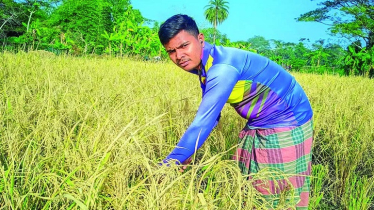 শ্রমিক সংকটে ধান কাটাতে পারছেন না কৃষকরা, ফসল বিনষ্ট হওয়ার আশঙ্কা