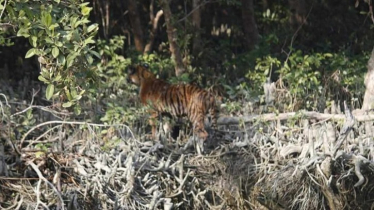 পূর্ব সুন্দরবনের কটকা অভয়ারণ্যে একসঙ্গে ৩ বাঘের দেখা 