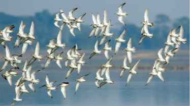 ভোলার তারুয়া সৈকত’সহ চরাঞ্চল অতিথি পাখিদের আগমনে মুখর