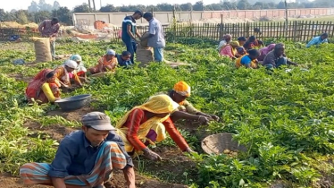 ঠাকুরগাঁওয়ে আলু নিয়ে দুশ্চিন্তায় চাষিরা