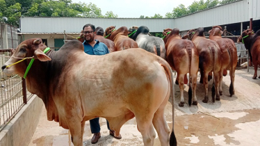 মাংস উৎপাদনে শীতকালে গরুর ওজন বৃদ্ধিতে যে কৌশল