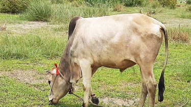 জলবায়ু পরিবর্তন: মিথেন হ্রাসে পথ দেখাতে পারে ড. আবেদ উদ্ভাবিত ছত্রাক