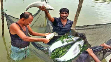 পুকুরে চিতল মাছের গুরুত্বপূর্ণ কিছু কৌশল