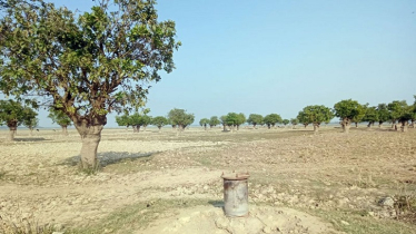 শতবর্ষী হিজল বাগান অস্তিত্ব সংকটে, পাঁচ শতাধিক গাছ কেটে ফেলা হয়েছে