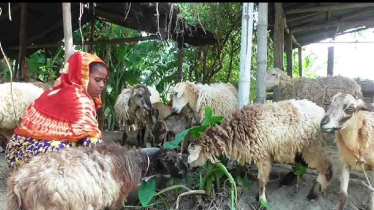 যমুনার বালু চরে ভেড়া পালন করে সাবলম্বী হচ্ছে নারীরা