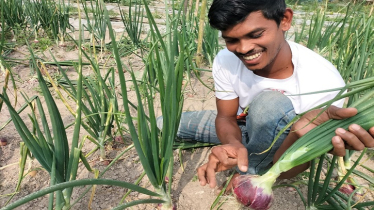 গ্রীষ্মকালীন পেঁয়াজ চাষে সফলতা, আগ্রহ বাড়ছে কৃষকের চাষে