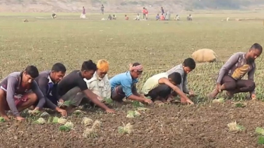 লোকসান মাথায় নিয়ে পেঁয়াজের চারা রোপণে ব্যস্ত চাষিরা