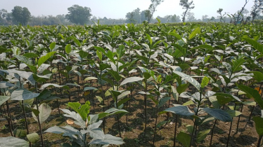 চারা বাণিজ্যে ভাগ্যবদল নীলফামারী খানাবাড়ির ৮০ শতাংশ মানুষের 