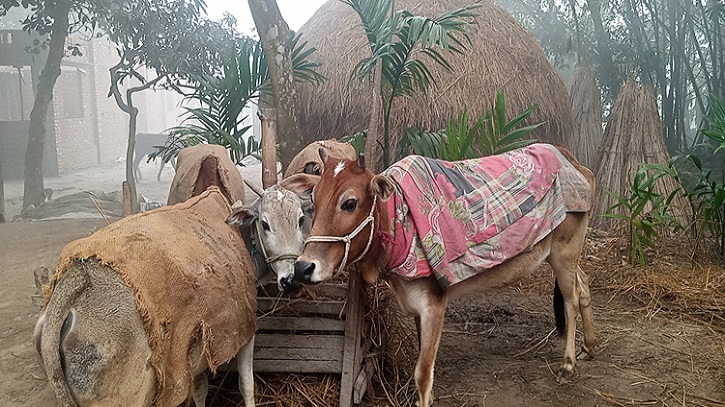 শীত মৌসুমে গবাদিপশু খামারিদের লক্ষণীয় ও করণীয়!