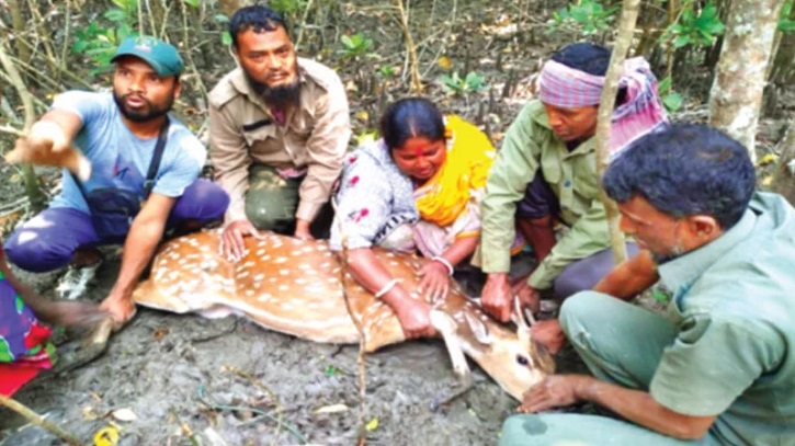 দুই হরিণ উদ্ধার, বনরক্ষীদের ওপর হামলার চেষ্টা