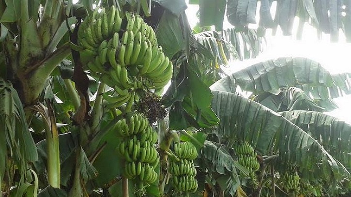 Banana cultivation changes lot of poor women