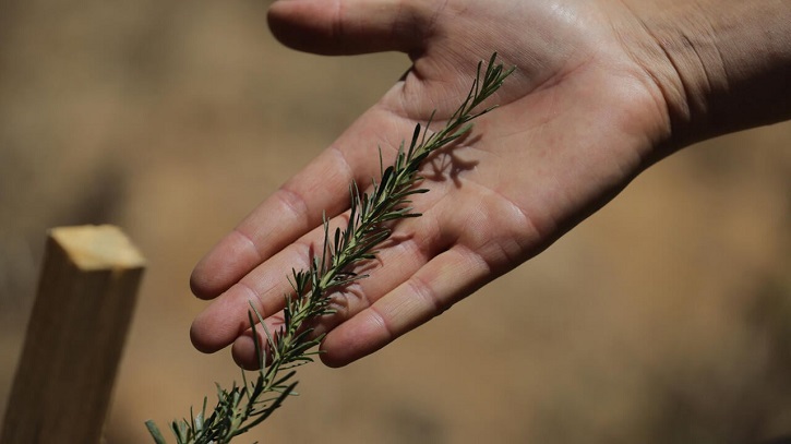 Disaster-hit Chilean park sows seeds of fire resistance