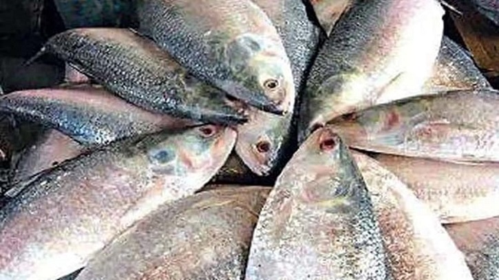 Govt to sell Hilsha at Taka 600 per kg