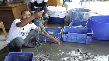 Prawn production declines due to feed costs, fry shortage