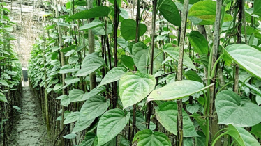 Betel leaf cultivation increasing in Barguna