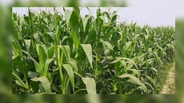 Farmers cheerful for bumper maize output in Dinajpur