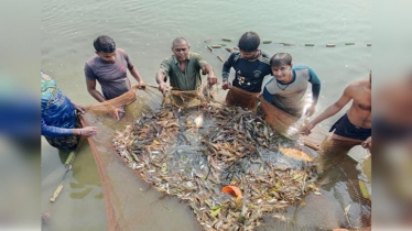 Cluster method becomes boon for many shrimp farmers in Khulna