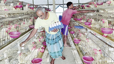 Poultry association cancels decision to halt production