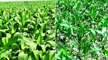 Bumper Maize production expected in Rangpur