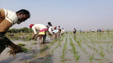 Boro cultivation goes on in full-swing in Sunamganj