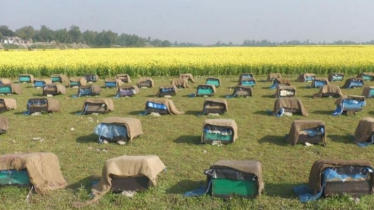 Mustard fields in Jamalpur abuzz with beekeeping